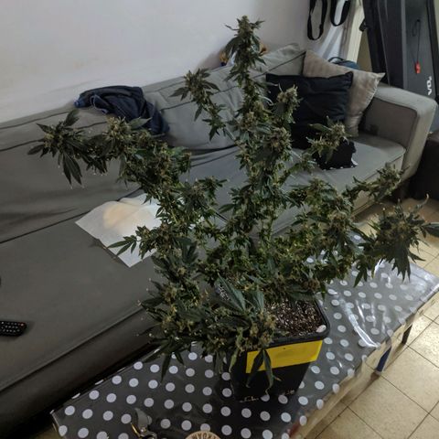 GSC #1 growlog timeline photo