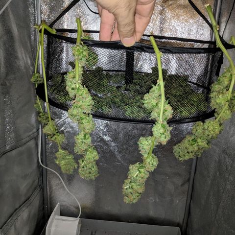 GSC #1 growlog timeline photo