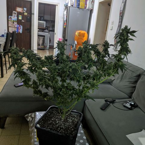 GSC #1 growlog timeline photo