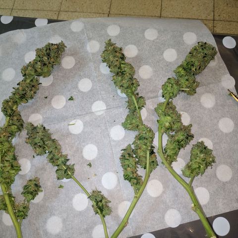 GSC #1 growlog timeline photo