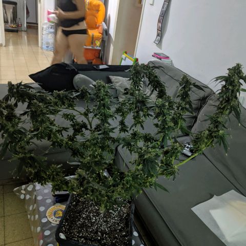 GSC #1 growlog timeline photo