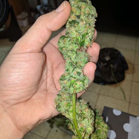 GSC #1 growlog timeline photo