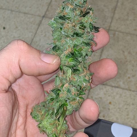 GSC #1 growlog timeline photo