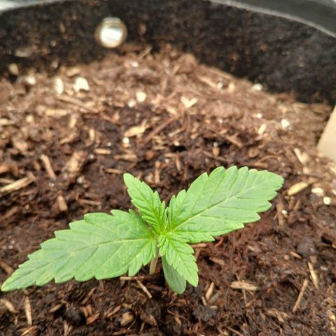 Lena growlog photo: Northeim Thunderfuck Automatic