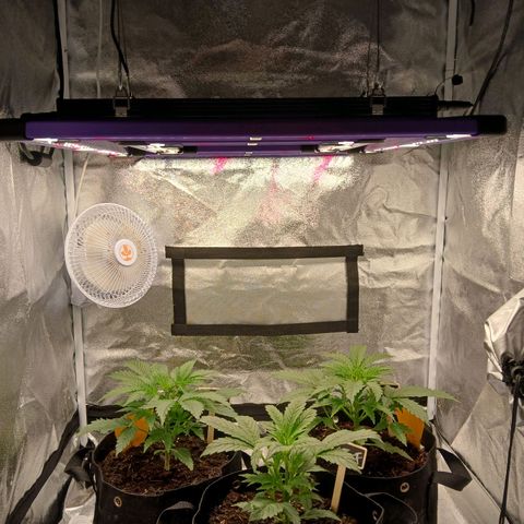 Lena growlog timeline photo