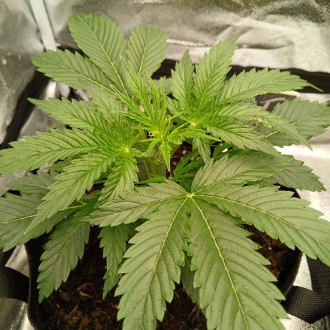Lena growlog timeline photo