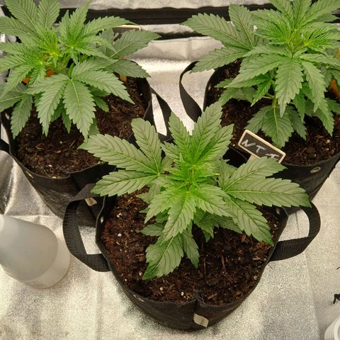 Lena growlog timeline photo