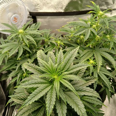 Lena growlog photo: Veg4