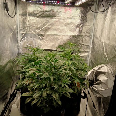 Lena growlog photo: Veg4