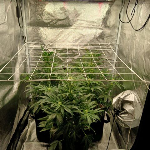 Lena growlog timeline photo
