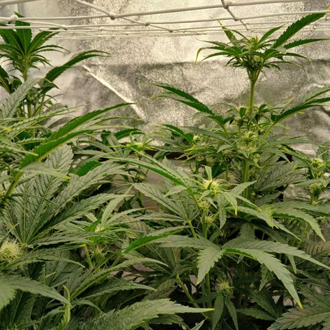Lena growlog timeline photo