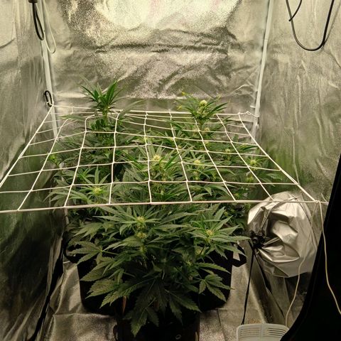 Lena growlog timeline photo