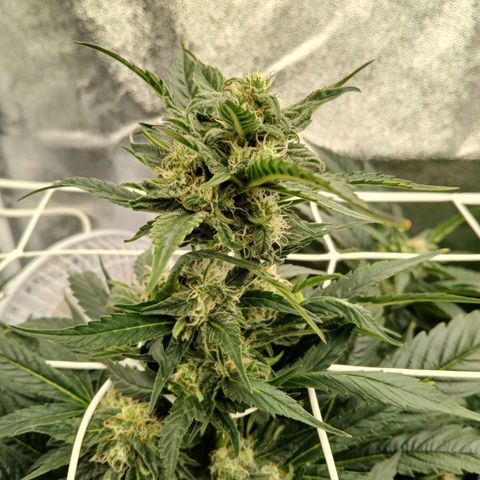 Lena growlog timeline photo