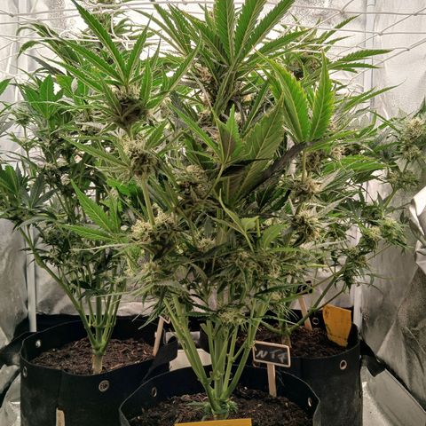 Lena growlog timeline photo