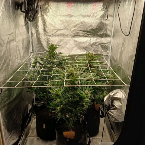 Lena growlog timeline photo
