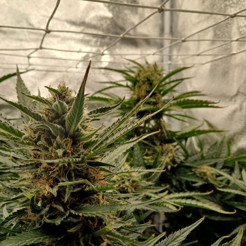 Lena growlog timeline photo