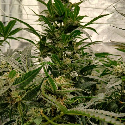 Lena growlog timeline photo