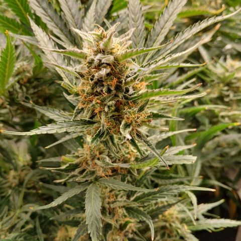 Lena growlog timeline photo
