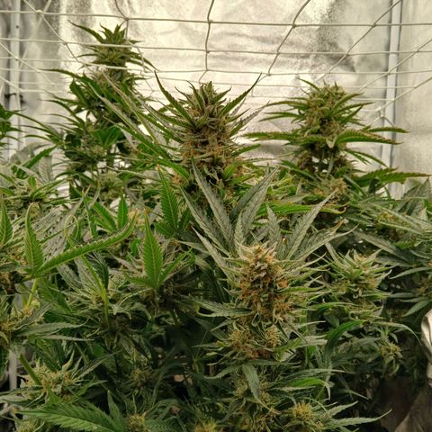 Lena growlog timeline photo