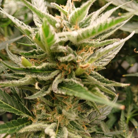 Lena growlog timeline photo