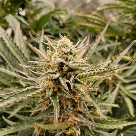 Lena growlog timeline photo