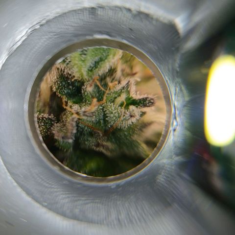 Lena growlog timeline photo