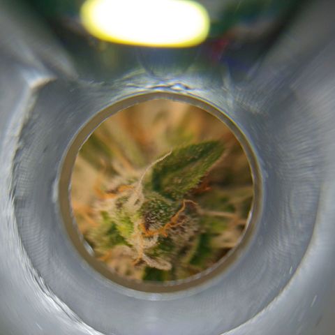Lena growlog timeline photo