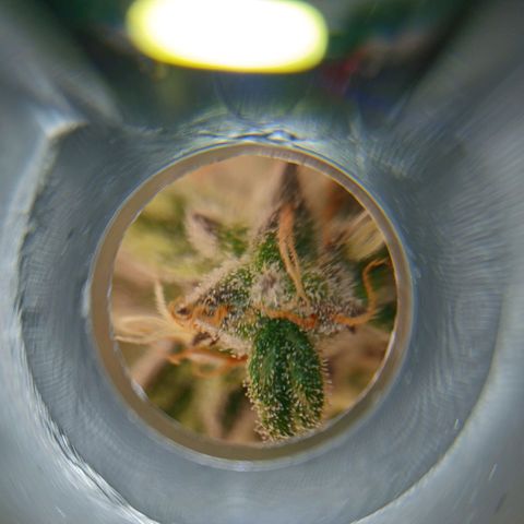 Lena growlog timeline photo