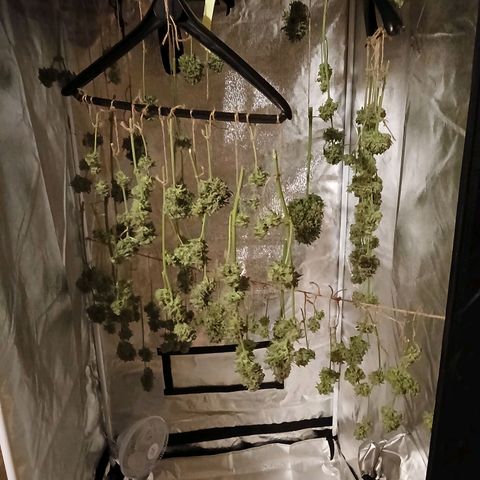 Lena growlog timeline photo