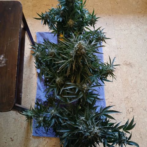 Lena growlog timeline photo