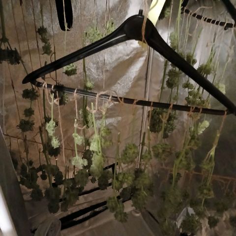 Lena growlog timeline photo