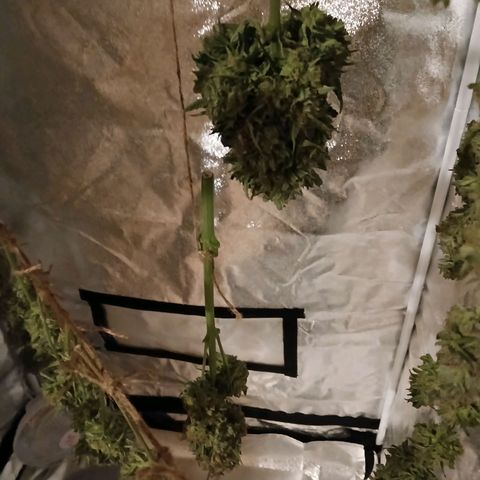 Lena growlog timeline photo