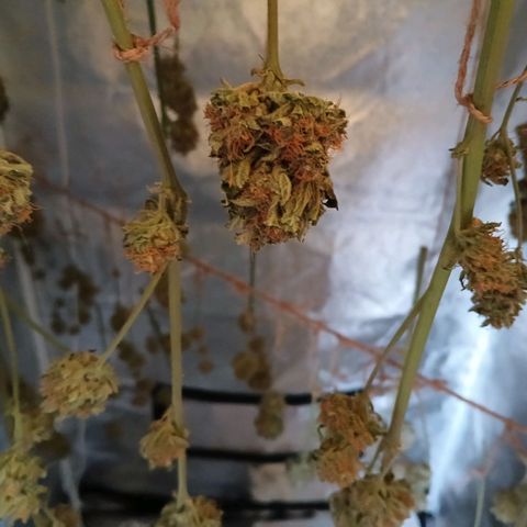 Lena growlog timeline photo