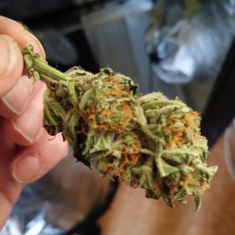 Lena growlog timeline photo