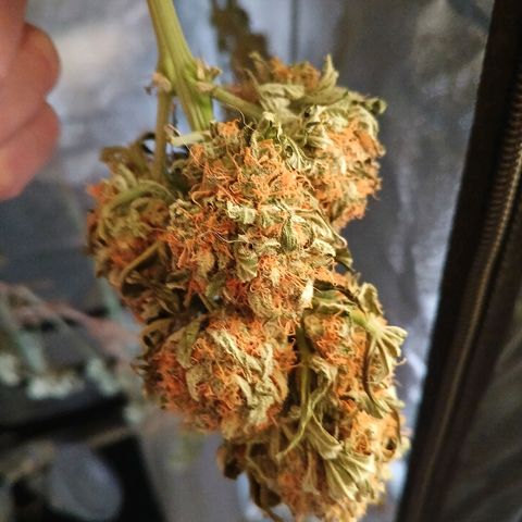 Lena growlog timeline photo