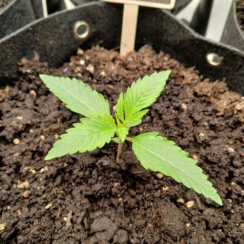 Judy growlog timeline photo