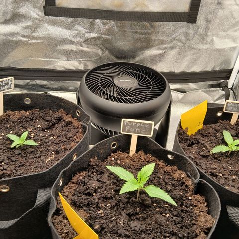 Judy growlog timeline photo