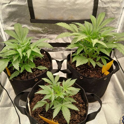 Judy growlog timeline photo
