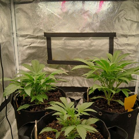Judy growlog timeline photo