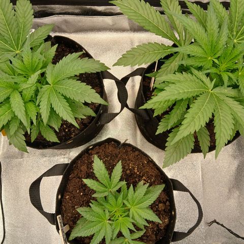 Judy growlog timeline photo
