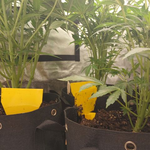 Judy growlog timeline photo
