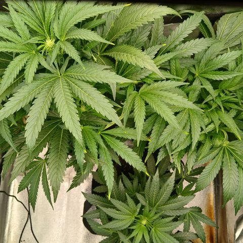 Judy growlog timeline photo