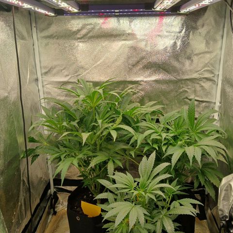 Judy growlog timeline photo