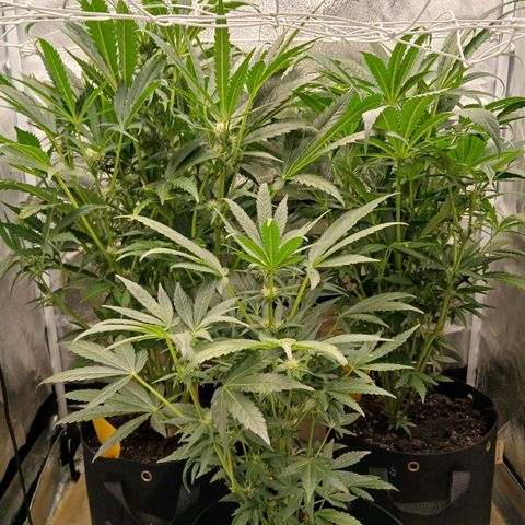 Judy growlog timeline photo