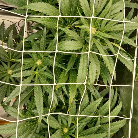 Judy growlog timeline photo