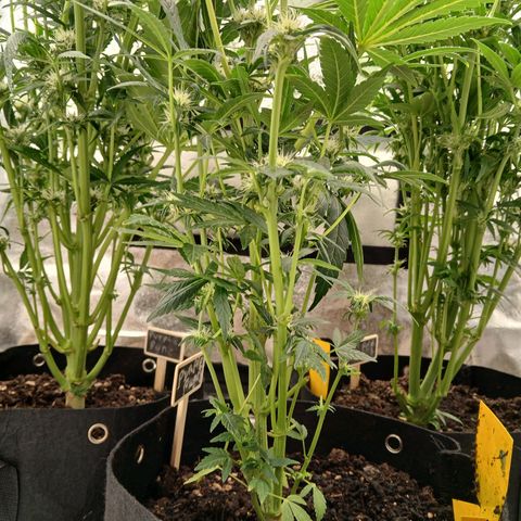 Judy growlog timeline photo