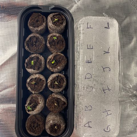 H growlog photo
