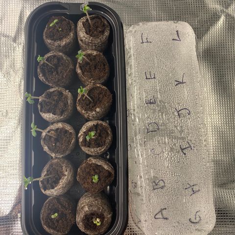 H growlog photo