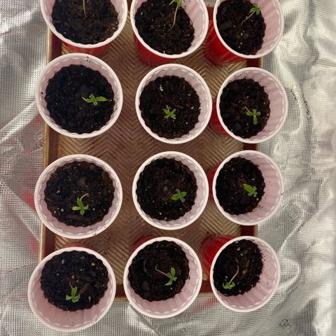 H growlog timeline photo