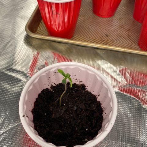 B growlog photo